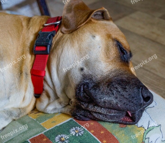 Dog Boerboel African Farmers Dog Free Photos