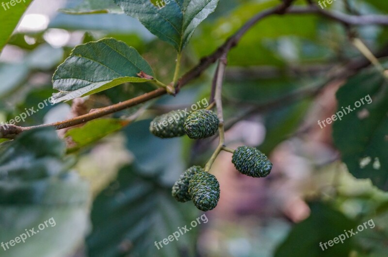 Tree Alder Close Up Forest Branch