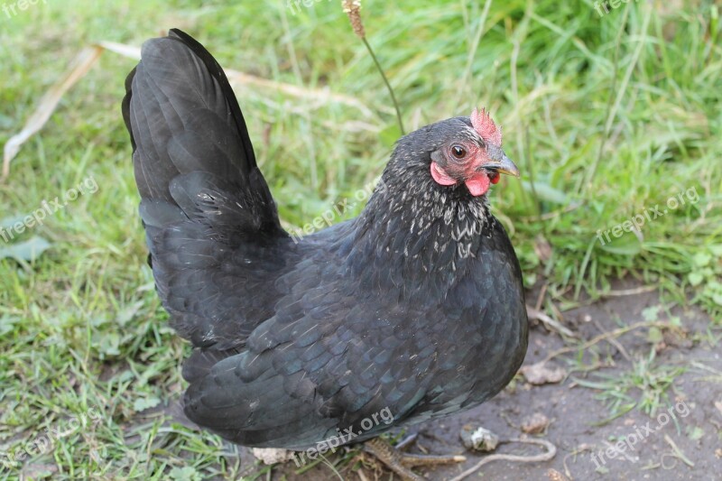 Chicken Bantam Black Trustful Animals