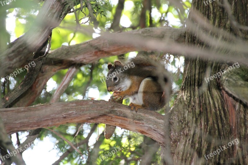 Squirrel Wildlife Nature Animal Wild