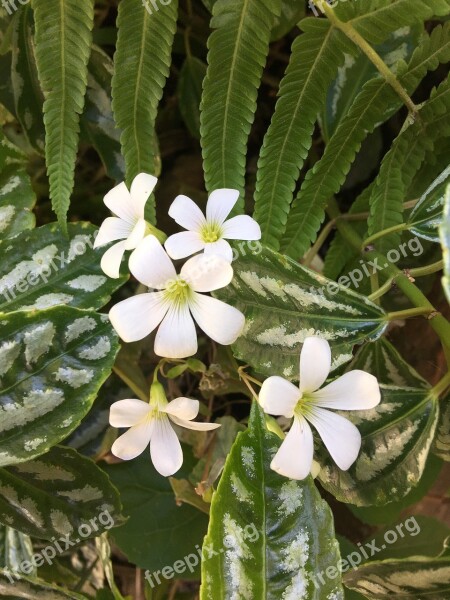 Clover White Nature Wild Flower