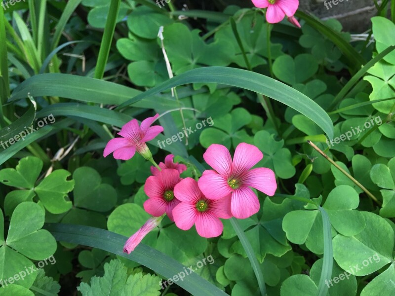 Wild Nature Wild Flower Plant Wildlife Wild Flora