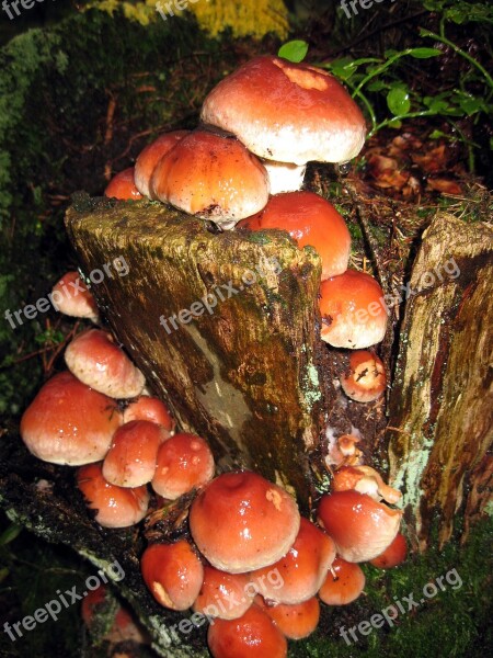 Mushroom Forest Trunk Amanita Autumn