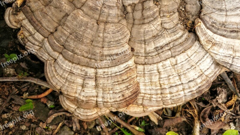 Ganoderma Mushroom Fungus Textures Forest