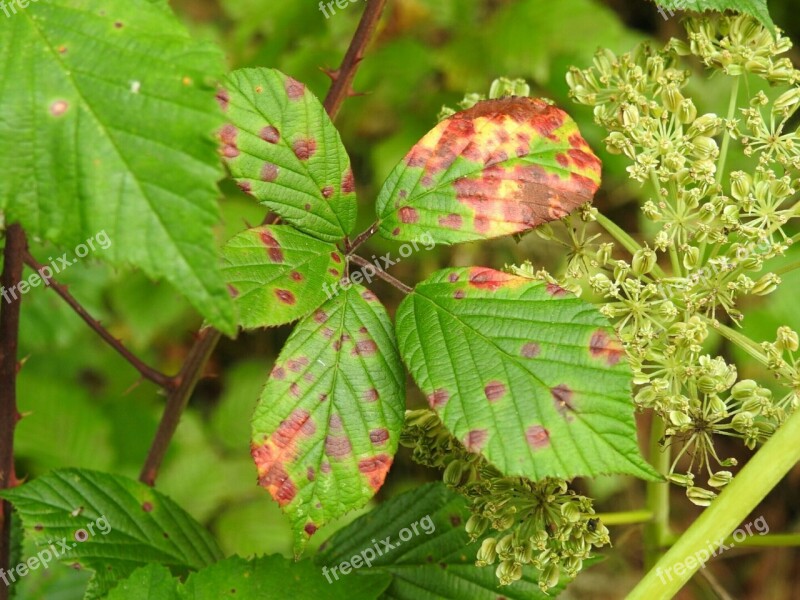 Leaves Colorful Leaves Autumn Emerge Fall Foliage