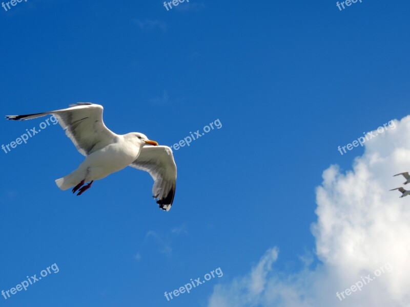 Seagull Sky Flying Blue Animal