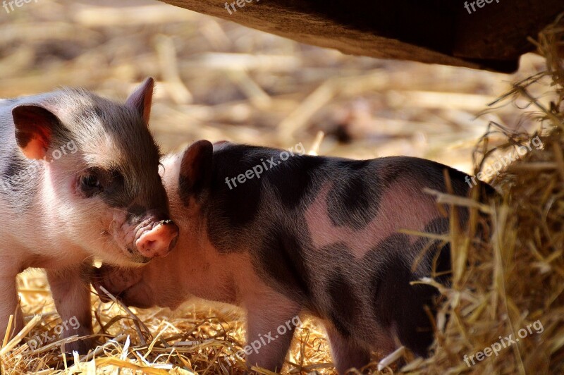 Piglet Young Animals Pig Small Funny