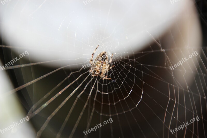 Spider Web Cobweb Araneus Arachnid