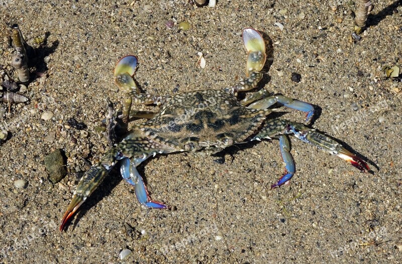 Blue Crab Crab Neptunus Pelagicus Portunus Pelagicus Flower Crab