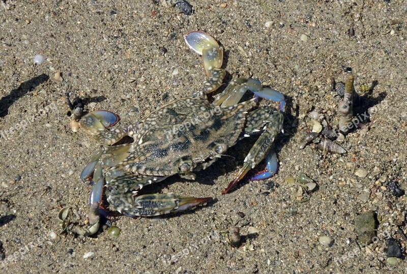 Blue Crab Crab Neptunus Pelagicus Portunus Pelagicus Flower Crab