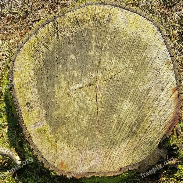 Tree Nature Lives Stump Autumn