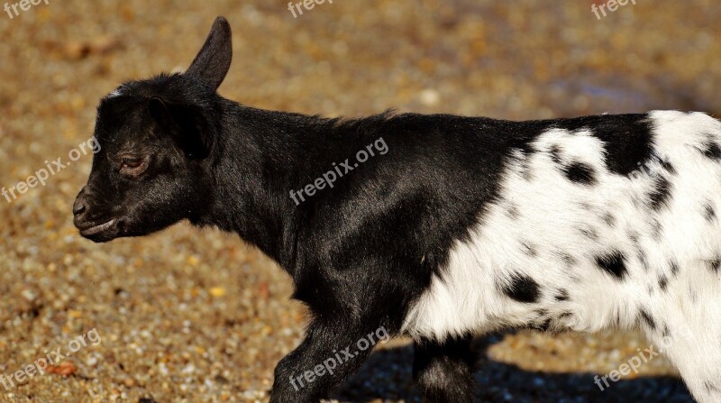 Goats Young Animals Playful Romp Cute