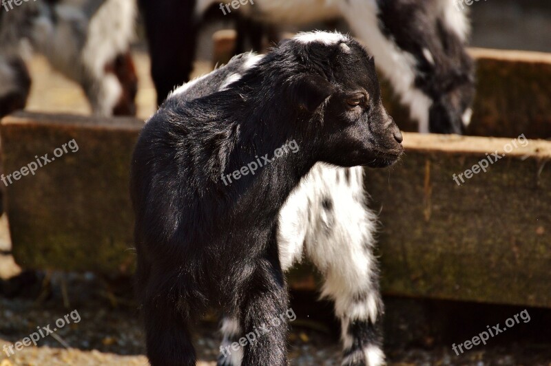 Goats Young Animals Playful Romp Cute