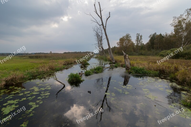 Spring Lake Water Swamp Moor Nature