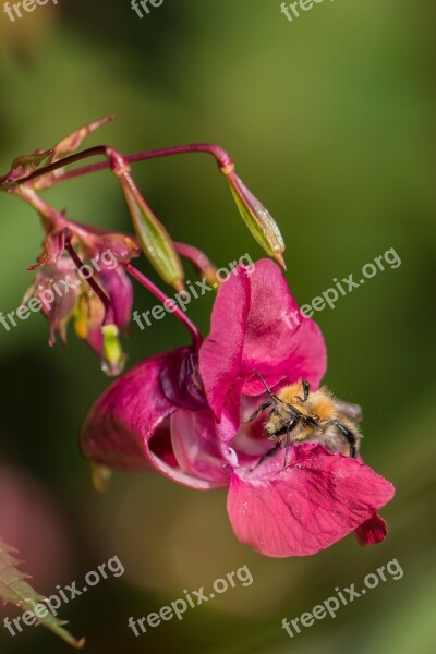 Balsam Bee Nectar Collect Blossom