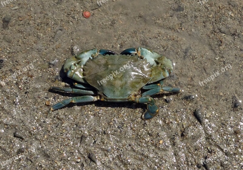 Mud Crab Crab Scylla Serrata Mangrove Crab Estuarine