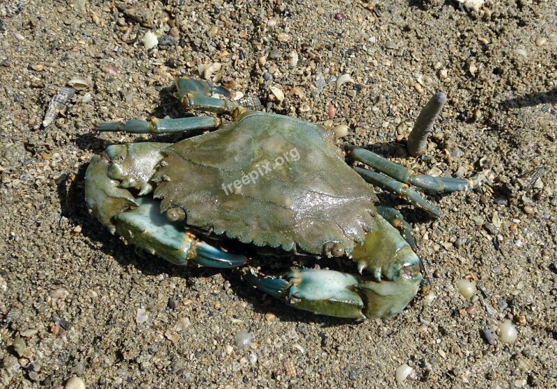 Mud Crab Crab Scylla Serrata Mangrove Crab Estuarine