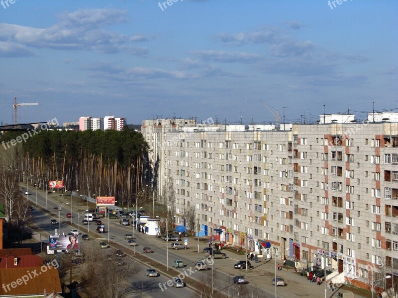 The City Of Perm Kirovsky District Pine At Home Trees