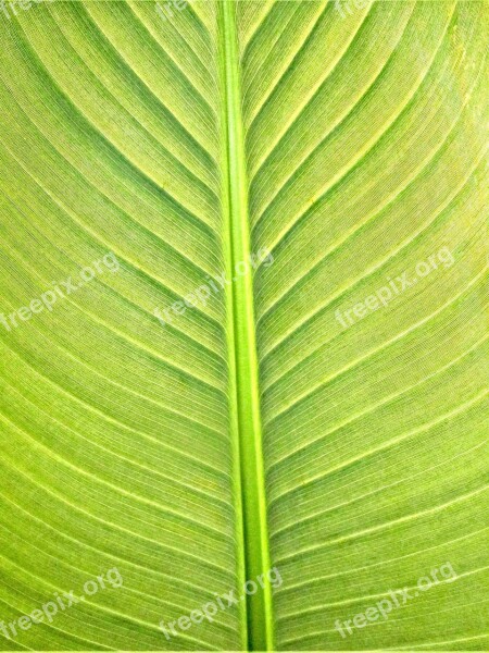 Plants Banana Leaf Texture Free Photos