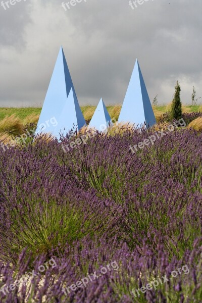 Lavender York Field Sculpture Free Photos