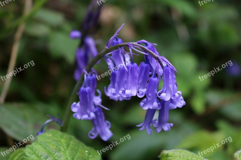 Bluebells Blue Flower Wood Spring