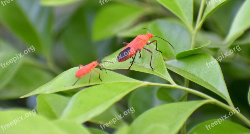 Boxelder Bugs Insects Adult Nymph Father And Son