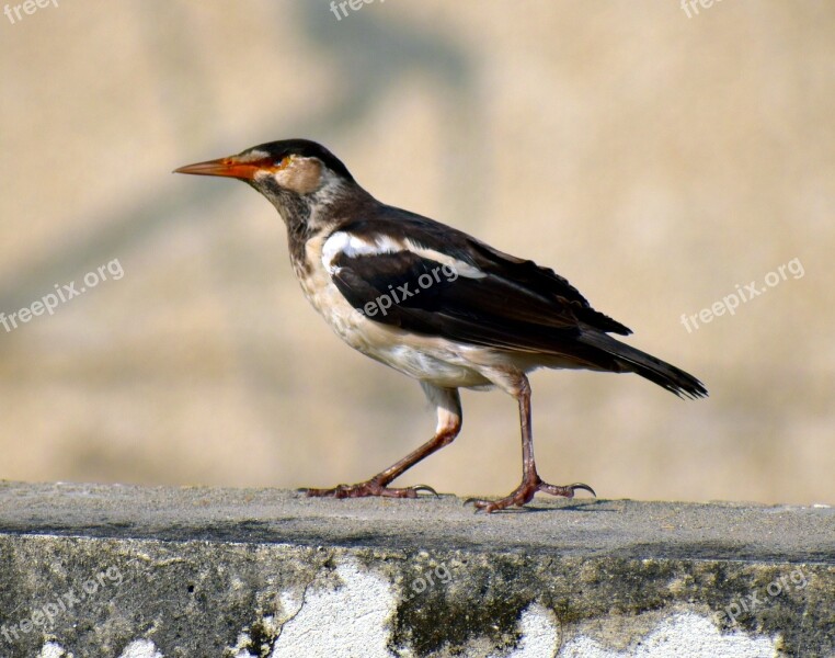 Pied Myna Bird Orange Beak Asian Pied Starling Free Photos