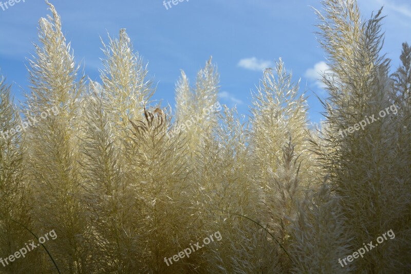 Pampas Grass Seed Nature Garden Decoration