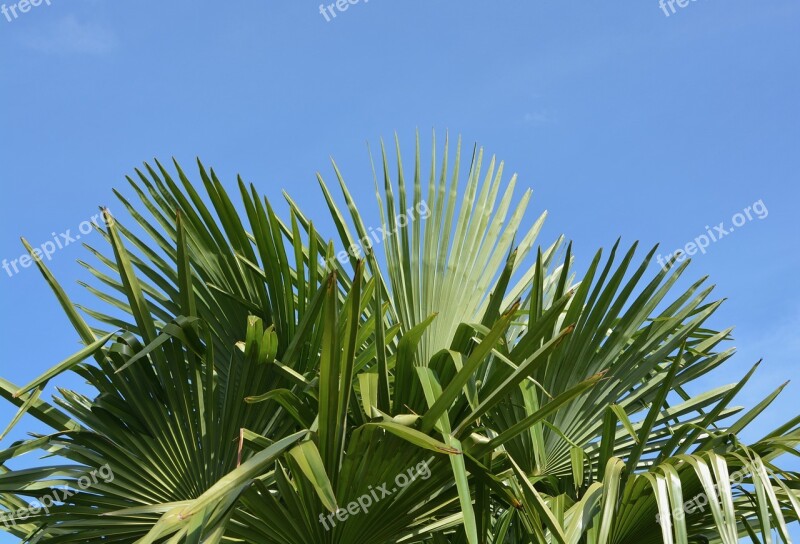 Palm Leaf Green Au Gratin Blue Sky Nature Tree