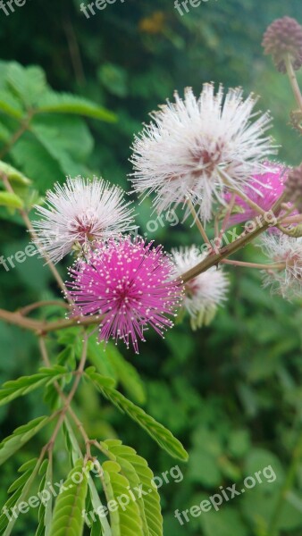 Green Leafs Pink White Flower S Touch Me Not