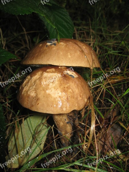 Mushroom Forest Insects Mushrooms Nature