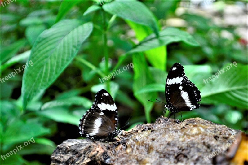 Black And White Butterflies Flower Nature Natural Leaves