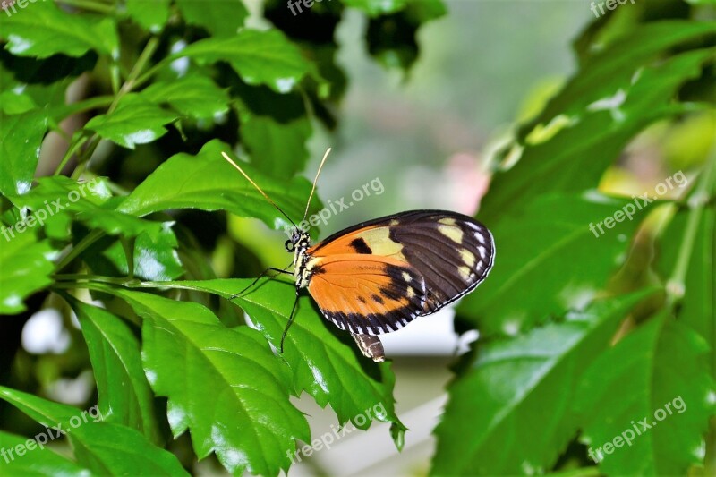 Monarch Butterfly Insect Bug Flower Nature