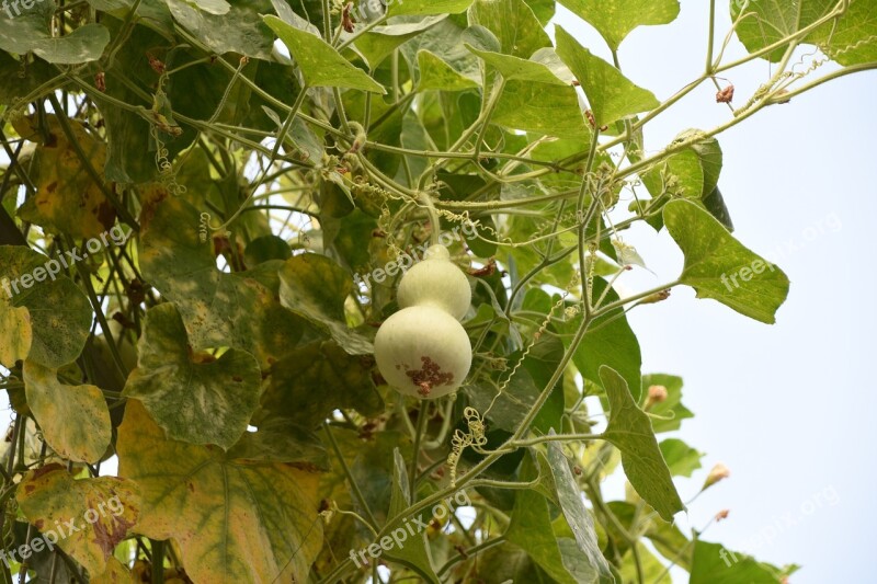 Bottle Gourd Green Natural Free Photos