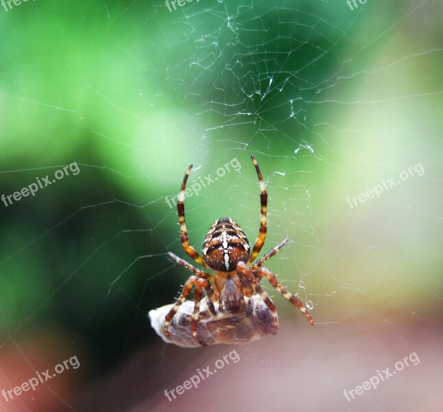 Araneus Prey Cocooned Cobweb Caught