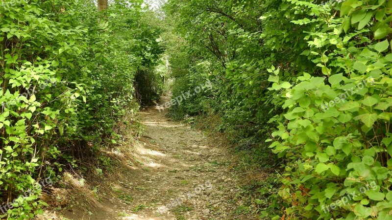 The Path Through The Woods The Path In The Bushes Path Forest Road Free Photos