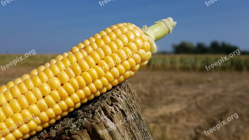 Corn Corn On The Cob Corn Harvest Corn Plant Thanksgiving