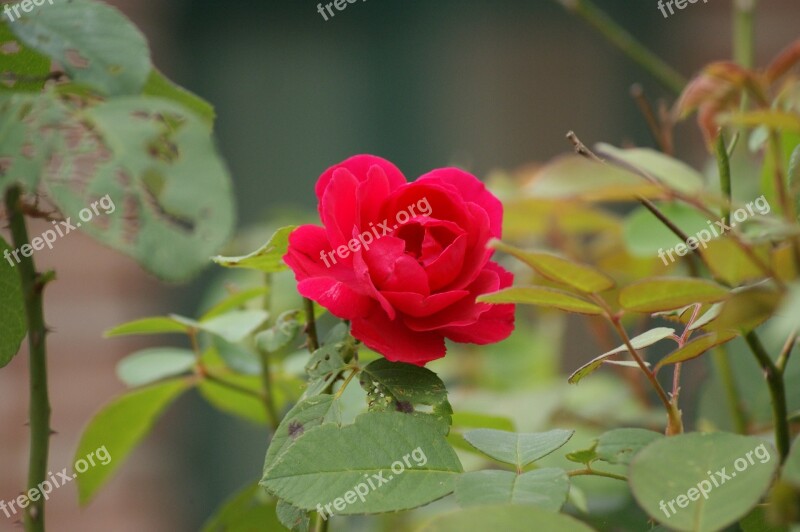 Rose Red Rose Free Photos