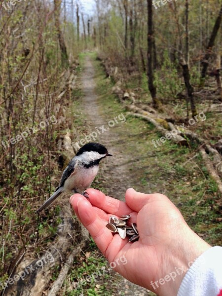 Tit Sunflower Seeds Forest Spring Free Photos