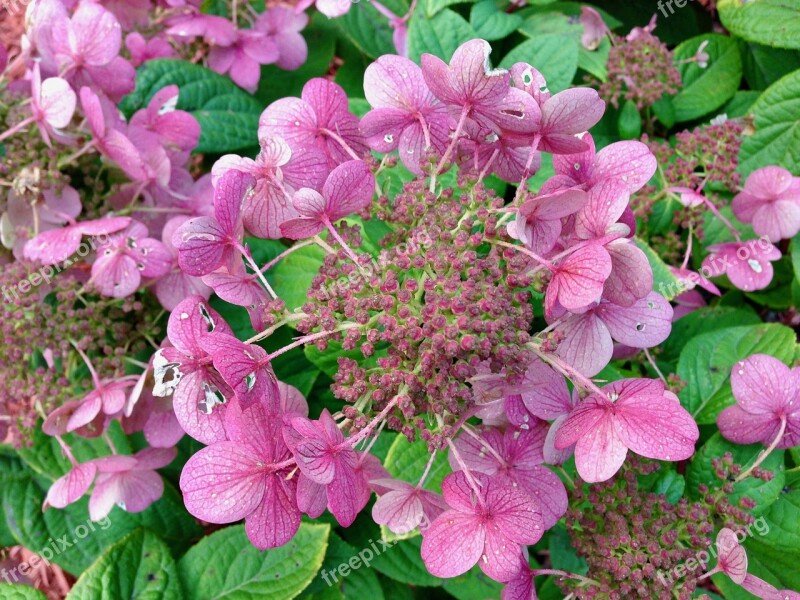 Hydrangea Paniculata 'quick Fire Shrub Flower Pink White Dark Green Foliage Free Photos