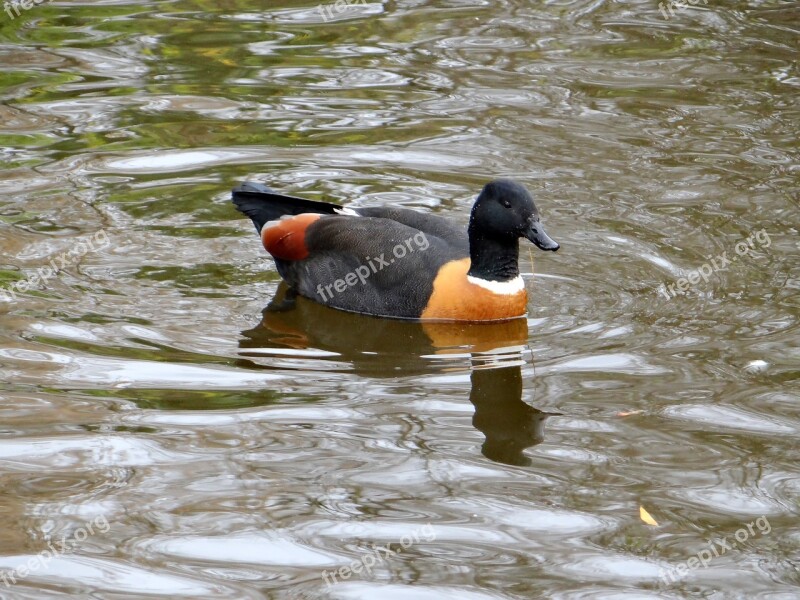 Mallard Paradise New Zealand Endemic Species Duck Bird