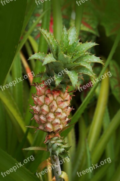 Pineapple Fruit Spiky Fruits Free Photos