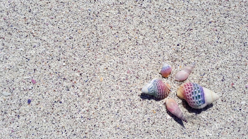 Shell Seashell Beach Tropical Nature