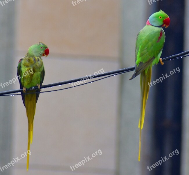 Two Parrots Parakeets Drizzling Free Photos