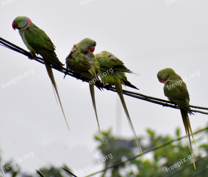 Parrots Raining Birds Drenched Free Photos