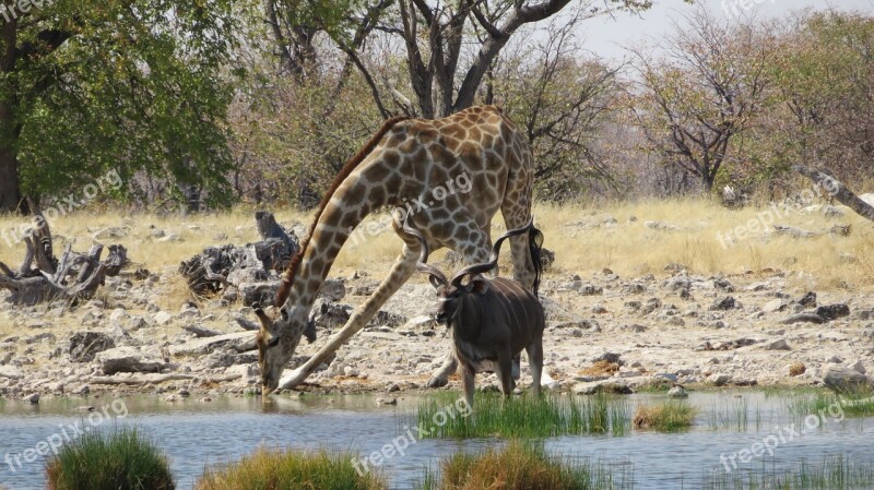 Giraffe Kudu Drunk Antelope Point