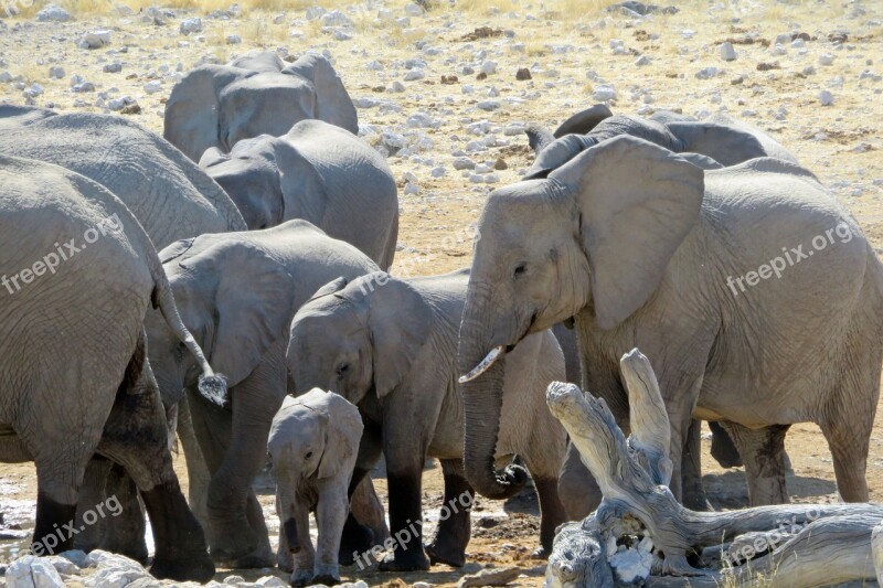 Elephant Herd Africa Baby Grey