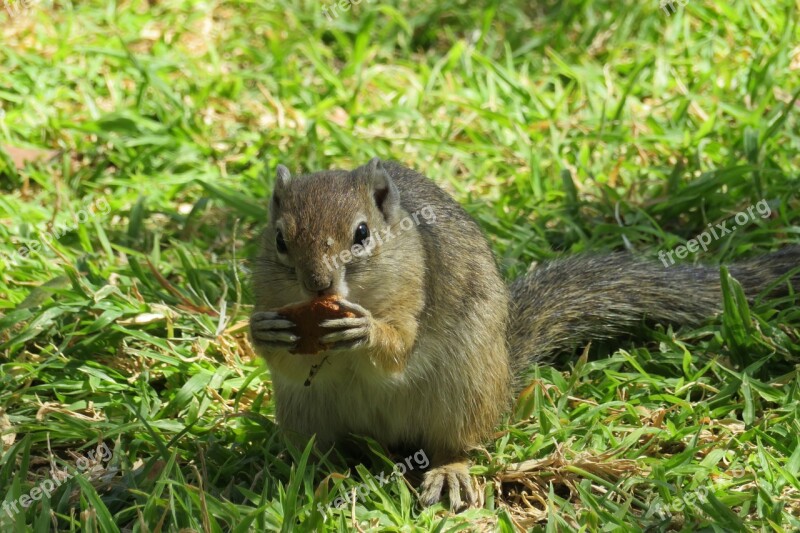 Squirrel Cute Hazelnut Grey Trees