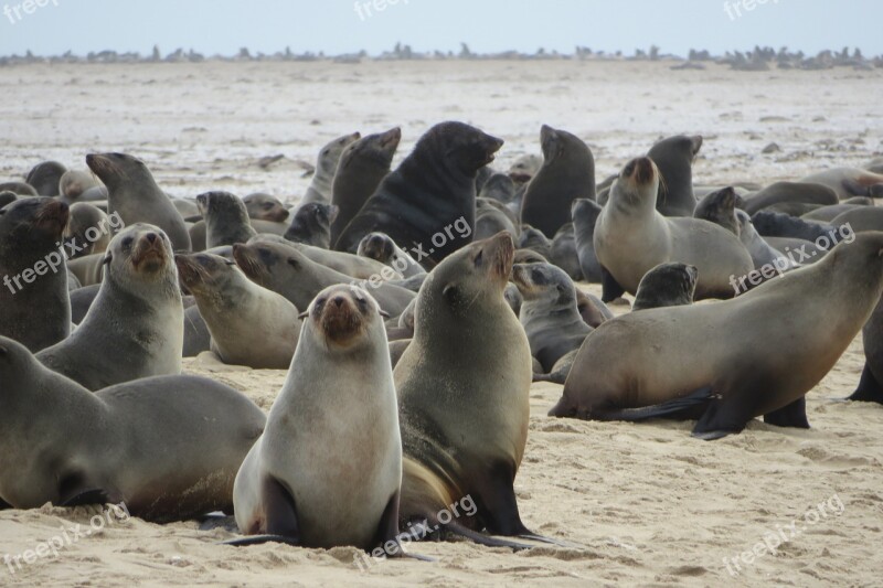 Sea Lions Seals Mammals Sailors Sea