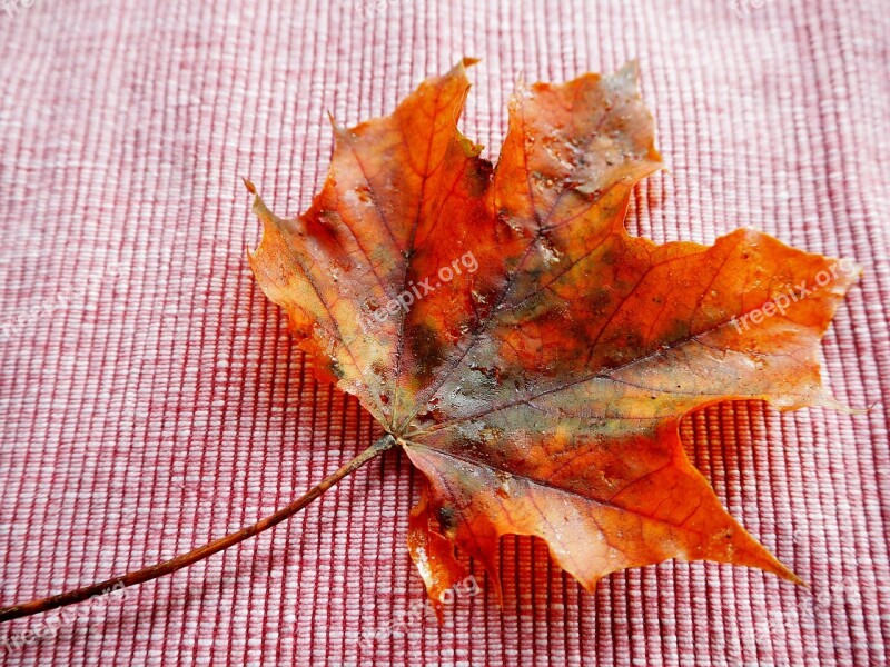 Leaf Autumn Leaves Fall Foliage Golden Autumn